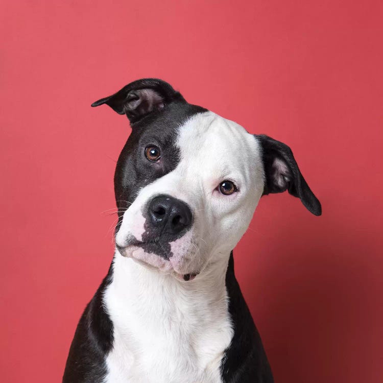 Chopper The Rescue Dog by Sophie Gamand wall art