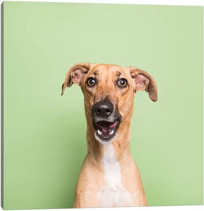 Cora The Rescue Dog I Canvas Art Print - Dog Photography