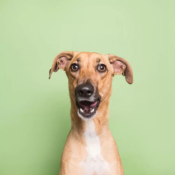 Rescue Dogs: Cora The Rescue Dog I by Sophie Gamand