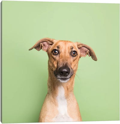 Cora The Rescue Dog II Canvas Art Print - Italian Greyhounds