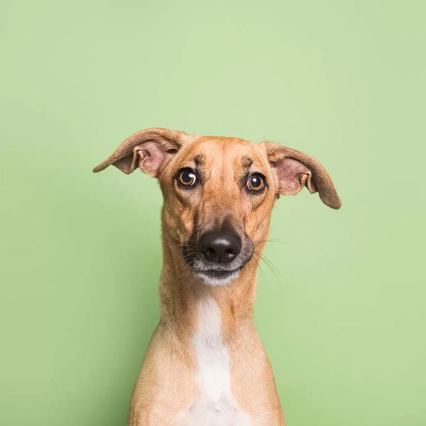 Rescue Dogs: Cora The Rescue Dog II by Sophie Gamand