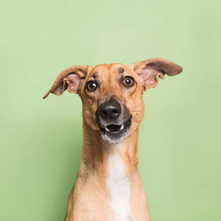 Cora The Rescue Dog III by Sophie Gamand wall art