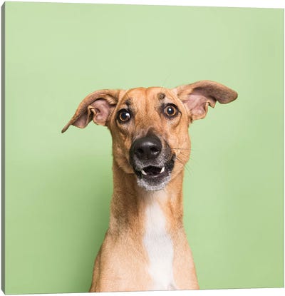 Cora The Rescue Dog III Canvas Art Print - Italian Greyhound Art