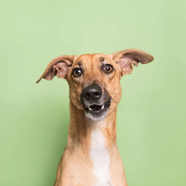 Rescue Dogs: Cora The Rescue Dog III by Sophie Gamand