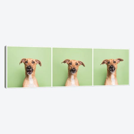 Cora The Rescue Dog Canvas Print #SGM39} by Sophie Gamand Canvas Artwork