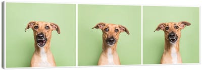 Cora The Rescue Dog Canvas Art Print - Italian Greyhound Art