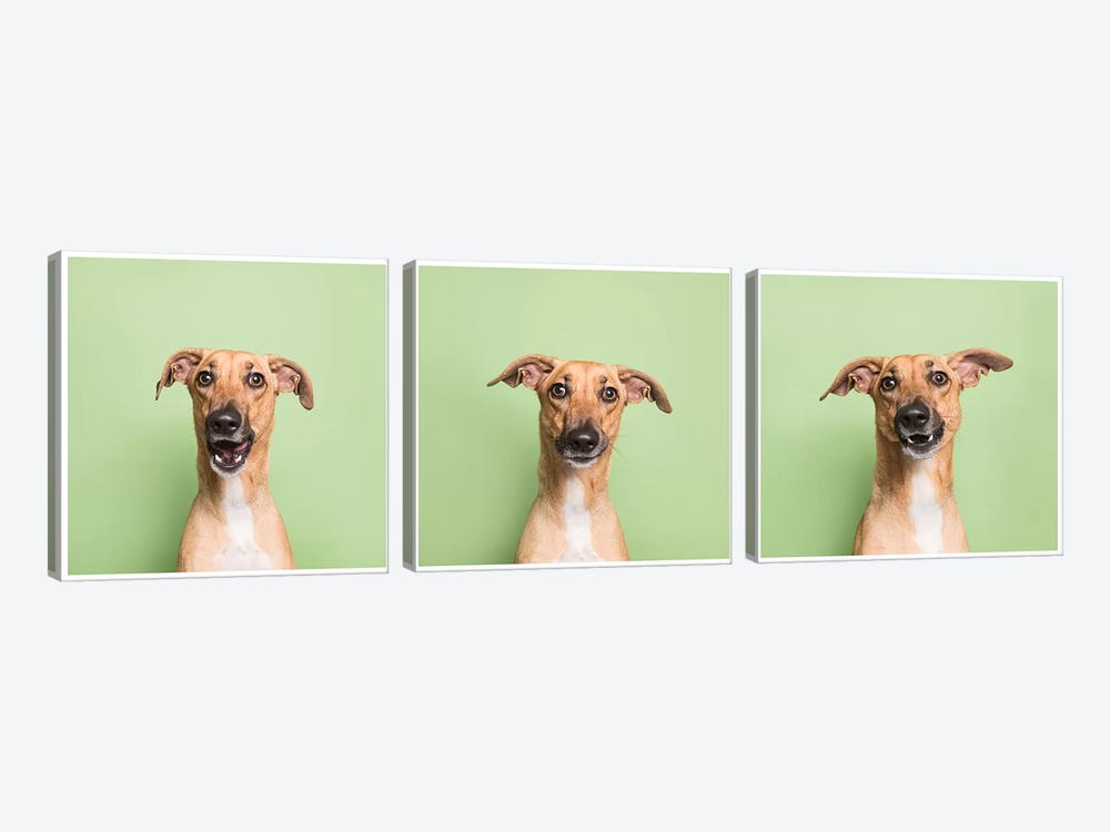 Cora The Rescue Dog by Sophie Gamand 3-piece Canvas Print