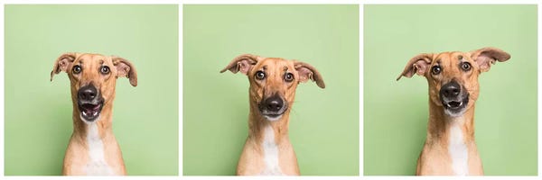 Rescue Dogs: Cora The Rescue Dog by Sophie Gamand