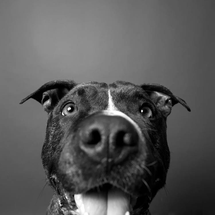 Angel The Rescue Dog, Black & White