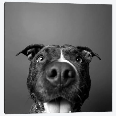 Angel The Rescue Dog, Black & White Canvas Print #SGM3} by Sophie Gamand Canvas Wall Art