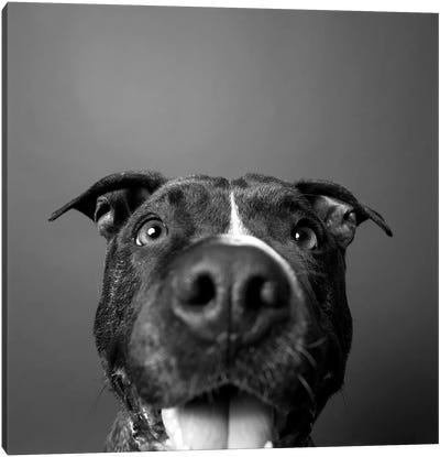 Angel The Rescue Dog, Black & White Canvas Art Print - American Pit Bull Terriers