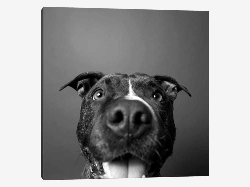 Angel The Rescue Dog, Black & White by Sophie Gamand 1-piece Canvas Artwork