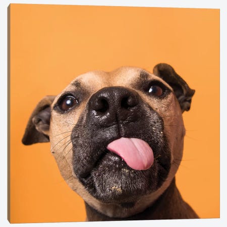 Daisy The Rescue Dog, Gives Kisses Canvas Print #SGM40} by Sophie Gamand Art Print