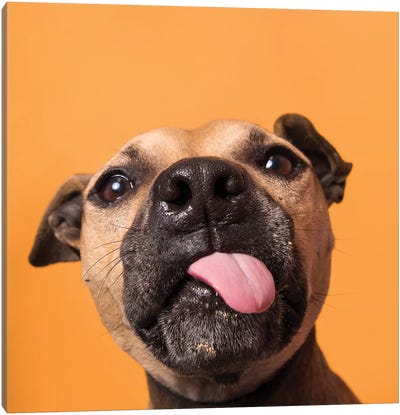 Daisy The Rescue Dog, Gives Kisses Canvas Art Print - Photogenic Animals