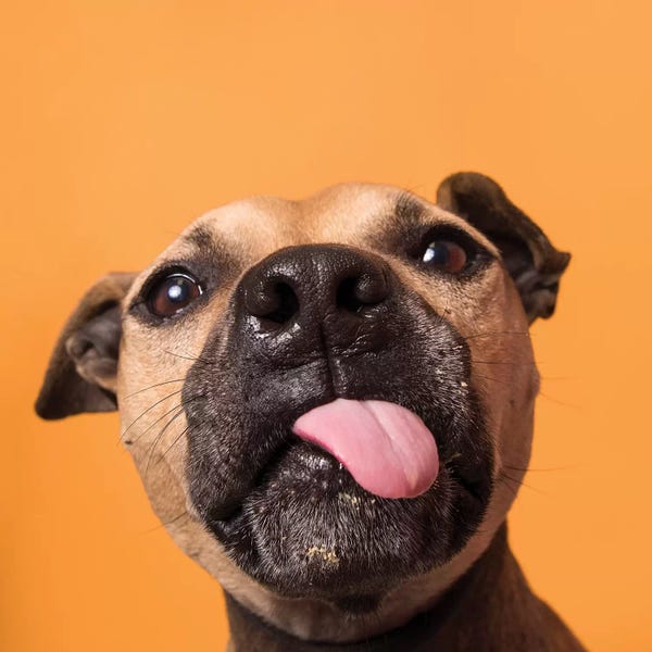 Photogenic Animals: Daisy The Rescue Dog, Gives Kisses by Sophie Gamand
