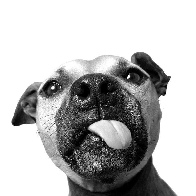 Daisy The Rescue Dog, Black & White by Sophie Gamand wall art
