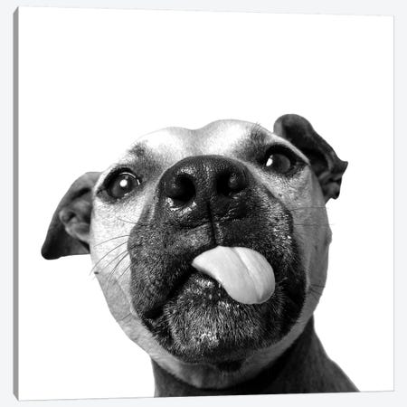 Daisy The Rescue Dog, Black & White Canvas Print #SGM41} by Sophie Gamand Art Print