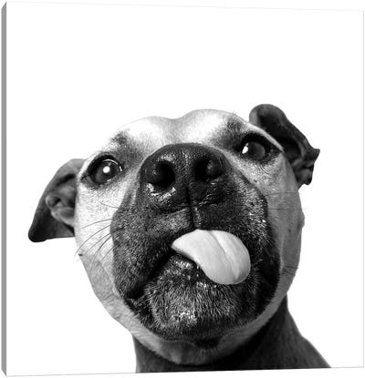 Daisy The Rescue Dog, Black & White Canvas Art Print - Dog Photography