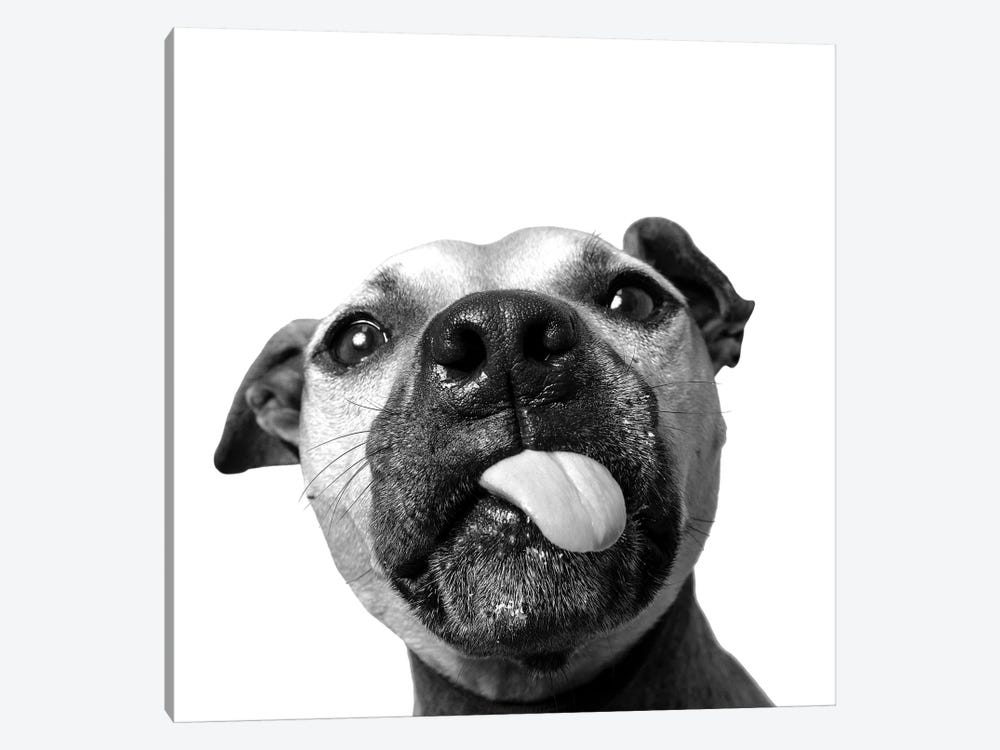 Daisy The Rescue Dog, Black & White by Sophie Gamand 1-piece Canvas Wall Art