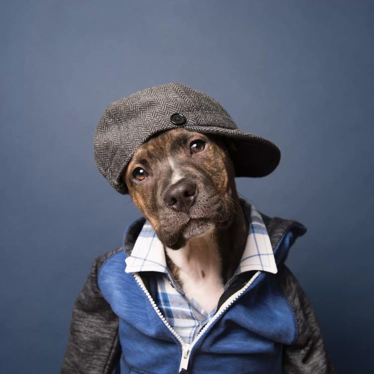 Dan The Rescue Puppy, Playing It Cool by Sophie Gamand wall art