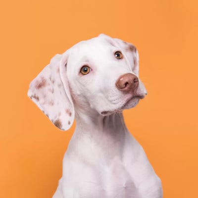 Doobert The Rescue Puppy by Sophie Gamand framed canvas print