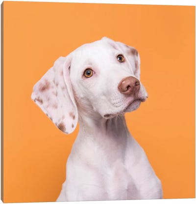 Doobert The Rescue Puppy Canvas Art Print - Animal & Pet Photography