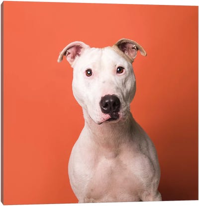 Ebert The Rescue Dog Canvas Art Print - Pit Bull Art