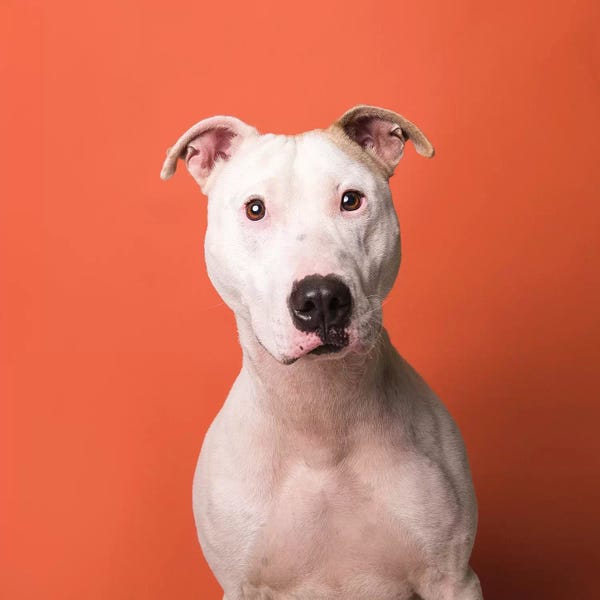 Rescue Dogs: Ebert The Rescue Dog by Sophie Gamand