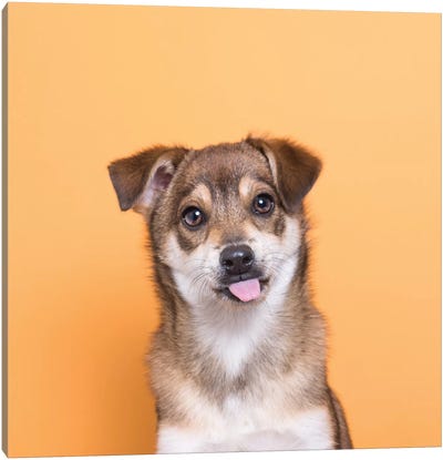 Fuzz The Rescue Puppy Canvas Art Print - Rescue Dog Art