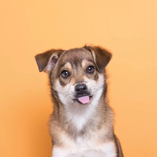 Pomeranians: Fuzz The Rescue Puppy by Sophie Gamand