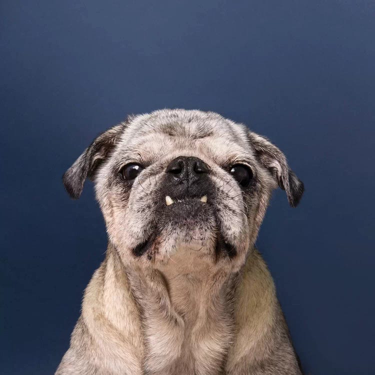 Gouda The Rescue Dog by Sophie Gamand wall art