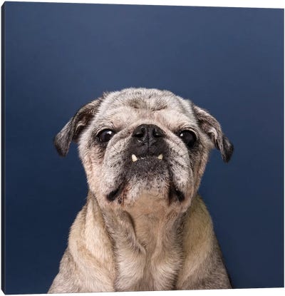 Gouda The Rescue Dog Canvas Art Print - Pug Art