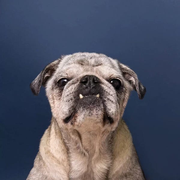 Pugs: Gouda The Rescue Dog by Sophie Gamand