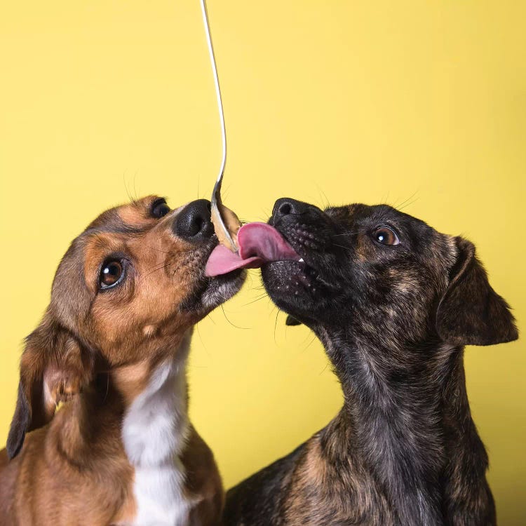 Gus And Maclovin, The Rescue Dogs