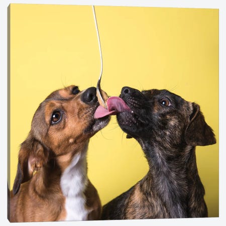 Gus And Maclovin, The Rescue Dogs Canvas Print #SGM47} by Sophie Gamand Canvas Artwork