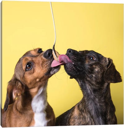 Gus And Maclovin, The Rescue Dogs Canvas Art Print - Dachshund Art