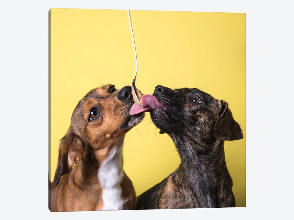 Gus And Maclovin, The Rescue Dogs by Sophie Gamand 1-piece Canvas Art