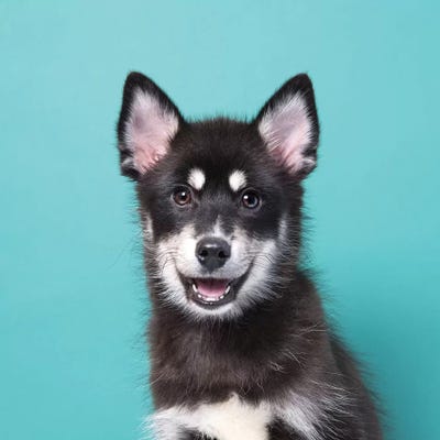 Hamilpup The Rescue Puppy by Sophie Gamand framed wall art