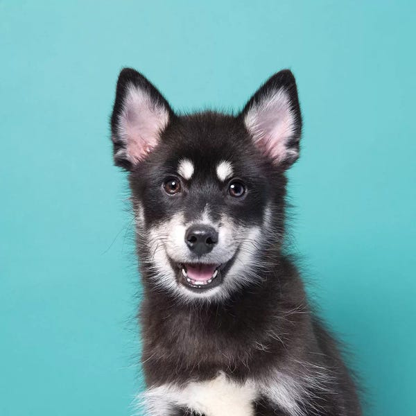 Mutts: Hamilpup The Rescue Puppy by Sophie Gamand