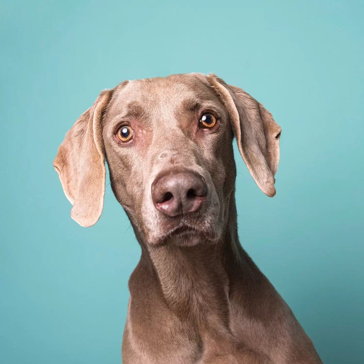 Harley The Rescue Dog by Sophie Gamand wall art
