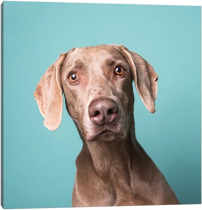 Harley The Rescue Dog Canvas Art Print