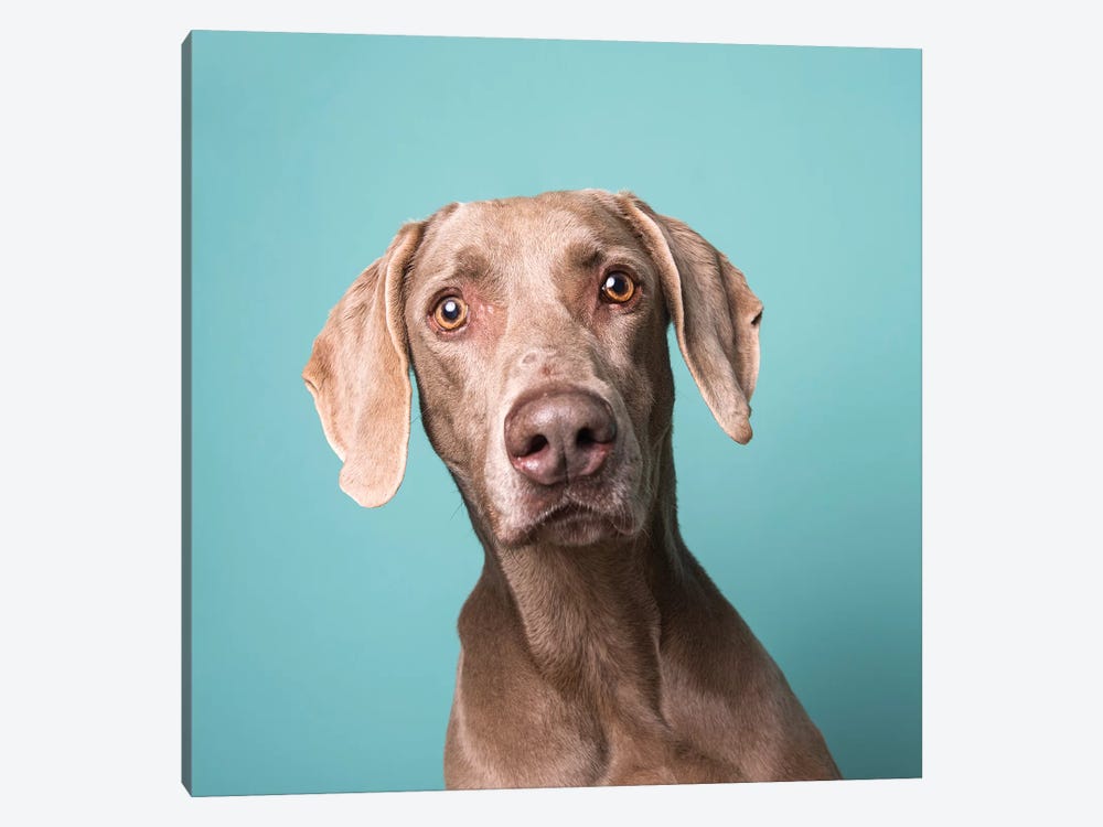 Harley The Rescue Dog by Sophie Gamand 1-piece Canvas Wall Art