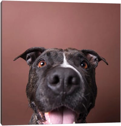 Angel, The Rescue Dog, Says Hi Canvas Art Print - American Pit Bull Terriers