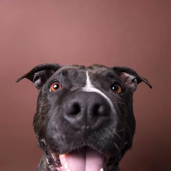 Rescue Dogs: Angel, The Rescue Dog, Says Hi by Sophie Gamand