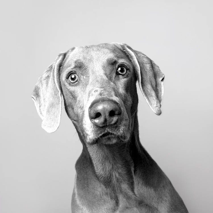 Harley The Rescue Dog, Black & White by Sophie Gamand wall art