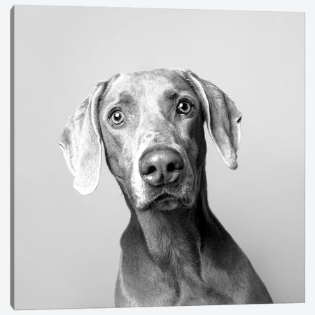 Harley The Rescue Dog, Black & White Canvas Print #SGM50} by Sophie Gamand Canvas Artwork