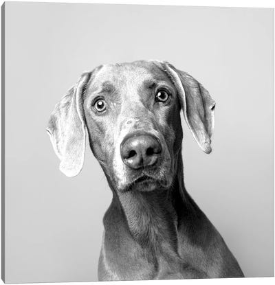 Harley The Rescue Dog, Black & White Canvas Art Print - Weimaraner Art