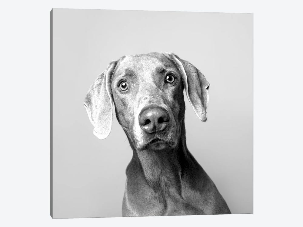 Harley The Rescue Dog, Black & White by Sophie Gamand 1-piece Canvas Artwork