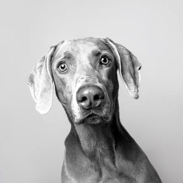 Harley The Rescue Dog, Black & White