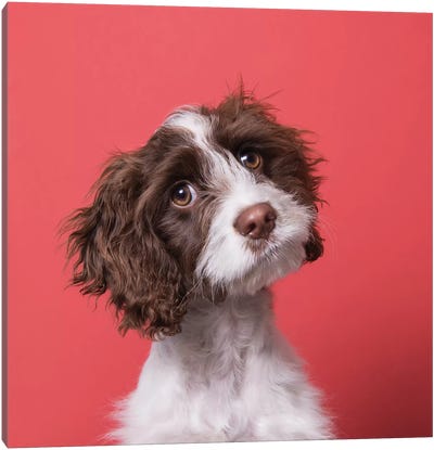 Harmon The Rescue Puppy Canvas Art Print - Spaniels